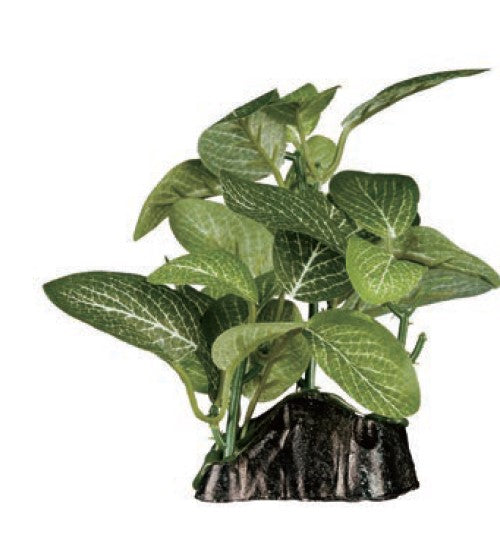 ReptiZoo Fittonia verschaffelti Plant 4.8