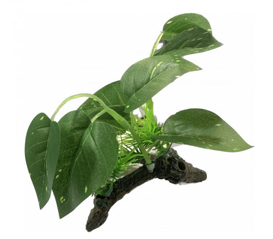 ReptiZoo Scindapsus aureus Planrt 5.5"