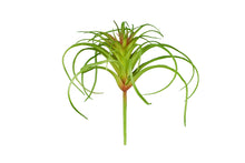 Load image into Gallery viewer, ReptiZoo Tillandsia Plant
