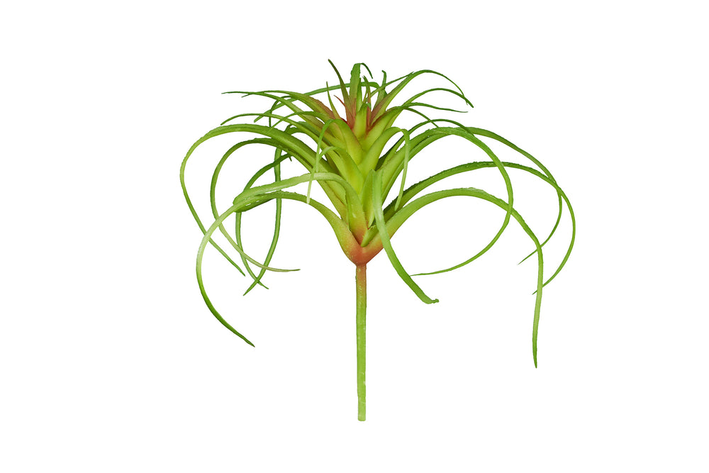 ReptiZoo Tillandsia Plant