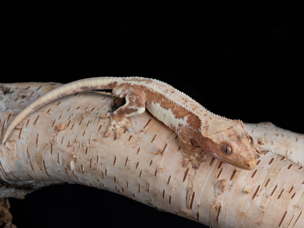 Male Lilly White 100% Het Axanthic (LW(AX)-0118-3)