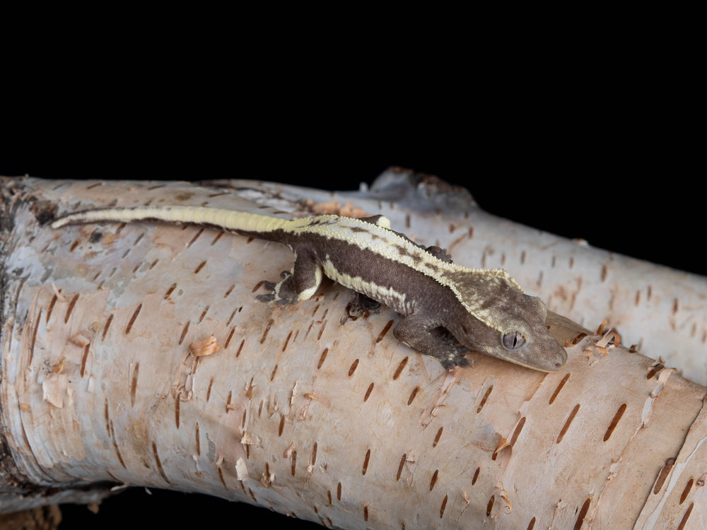 Female Lilly White Axanthic (LWAX-0118-12) **Tailless