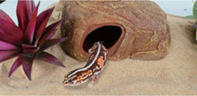 Load image into Gallery viewer, ReptiZoo 2-Hole Multi-Function Hiding Cave
