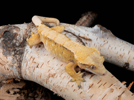 Female Extreme Harlequin (NGF-0501-1)