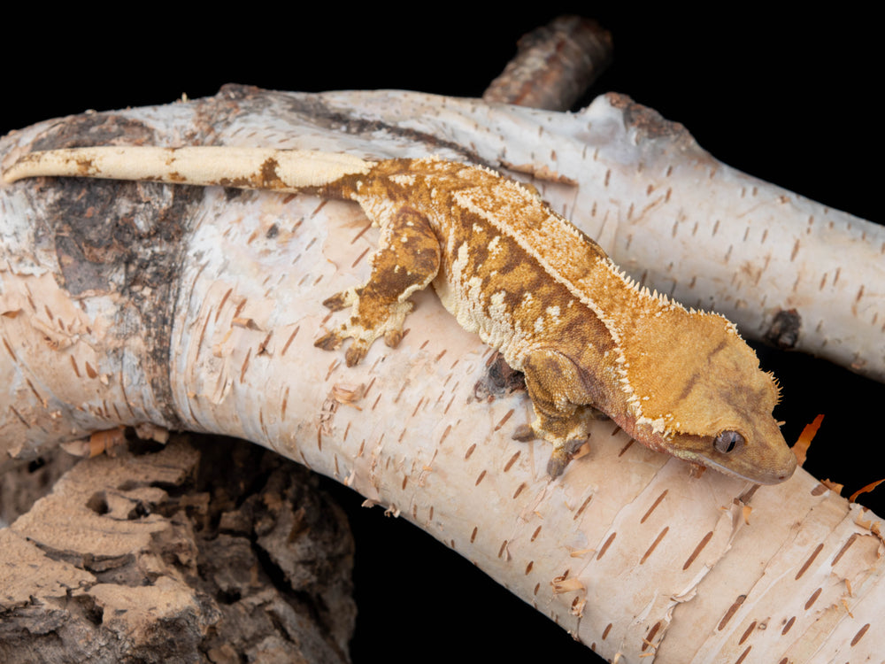 Female Extreme Harlequin (NGF-0501-2)