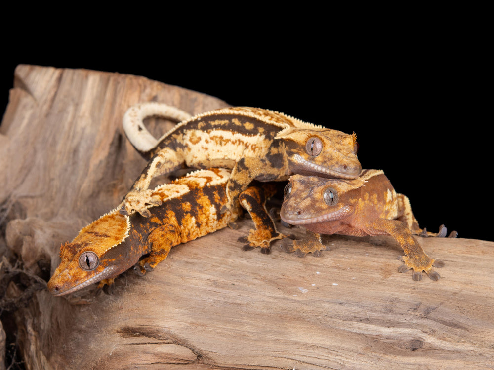 Unsexed 3 Lot of Select Crested Geckos (NG-0530-1)