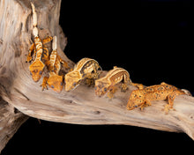 Load image into Gallery viewer, Unsexed 10 Lot of Select Crested Geckos (NG-0530-3)
