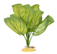 Load image into Gallery viewer, Aquaglobe Calathea Silk Plant
