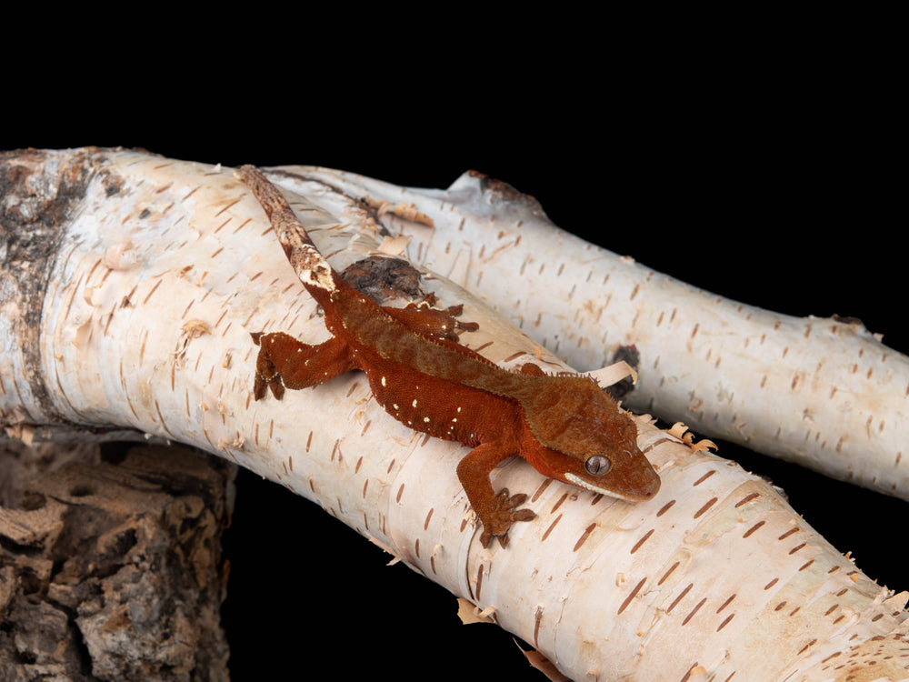 Male Red Bicolour w/ Portholes **tailless** (NGM-0611-9)