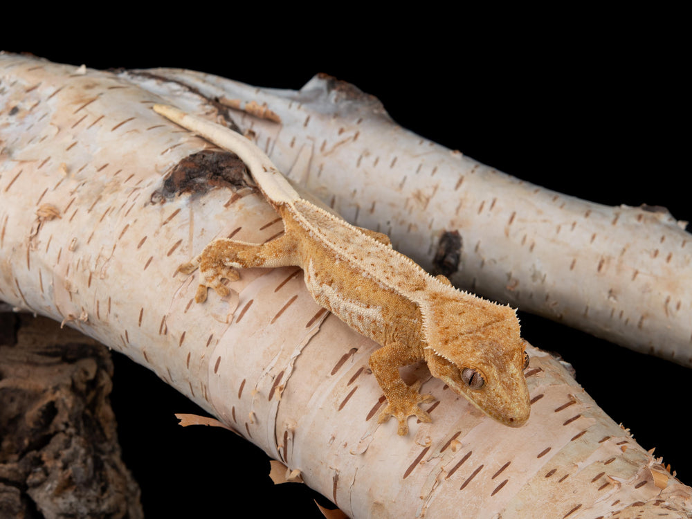 Probable Female Yellow Pinstripe (NG-0627-15)