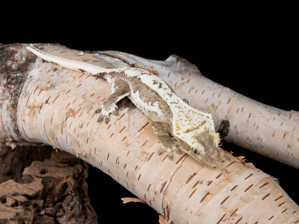 Female Lilly White Axanthic (NG-LWAX-0718-7)