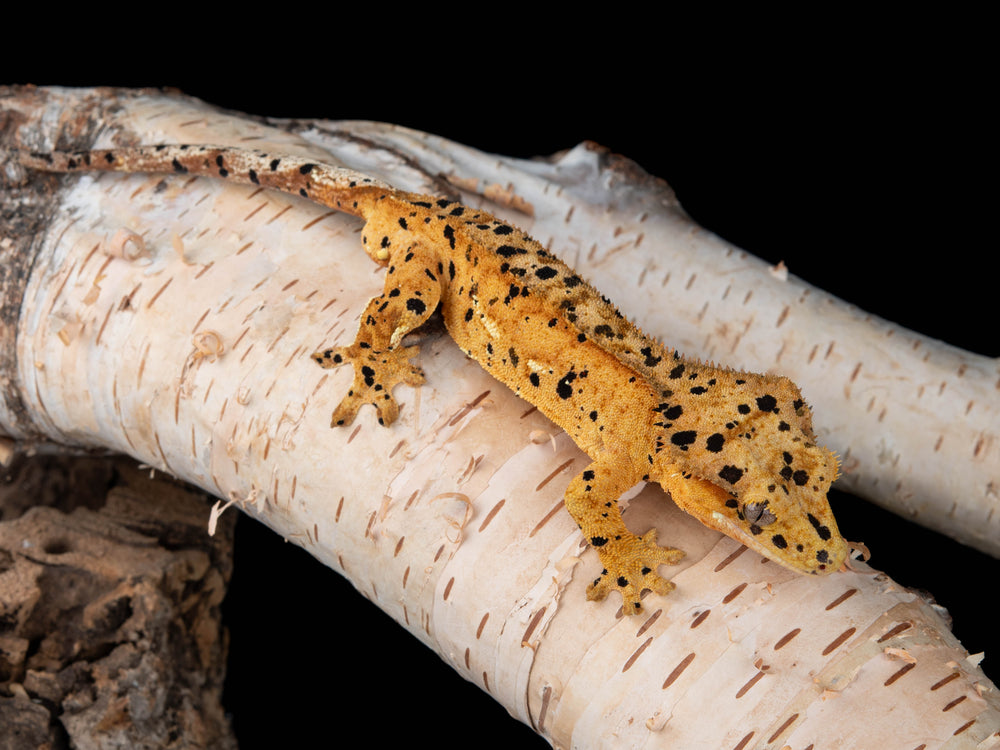 Male Lilly Exotics Dalmatian (NGM-0827-6)