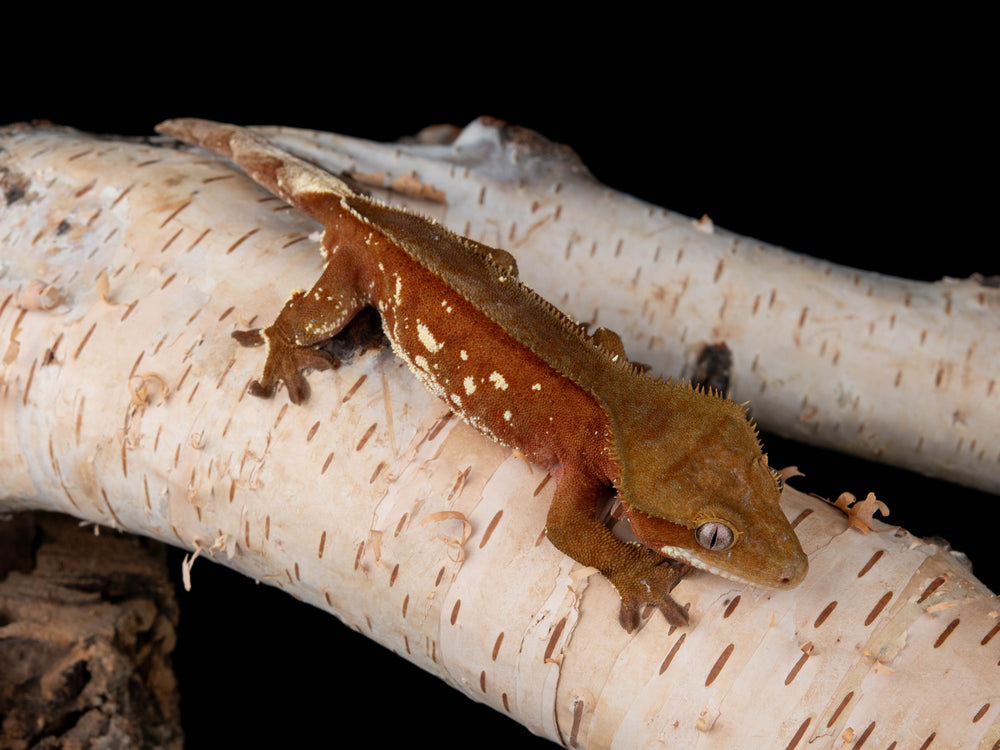 Male Red Bicolour W/ Portholes (NGM-0827-8)