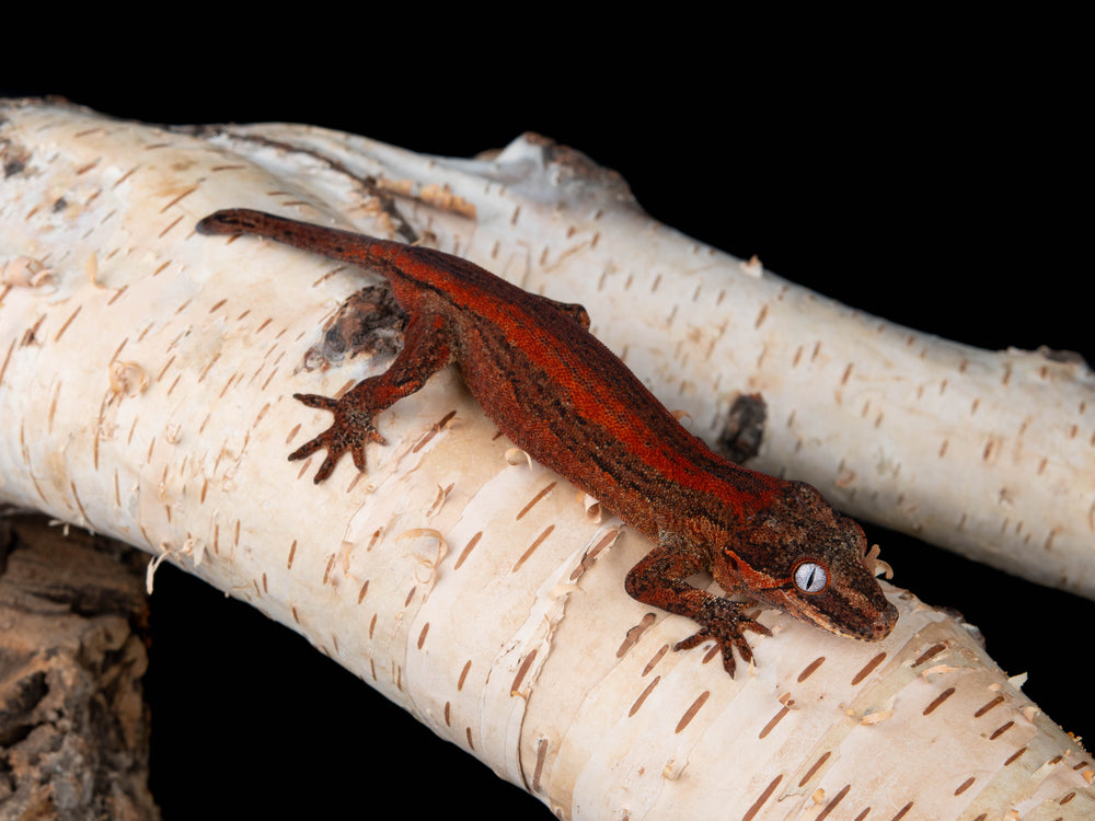 Male Red Stripe (G8-0827-11)