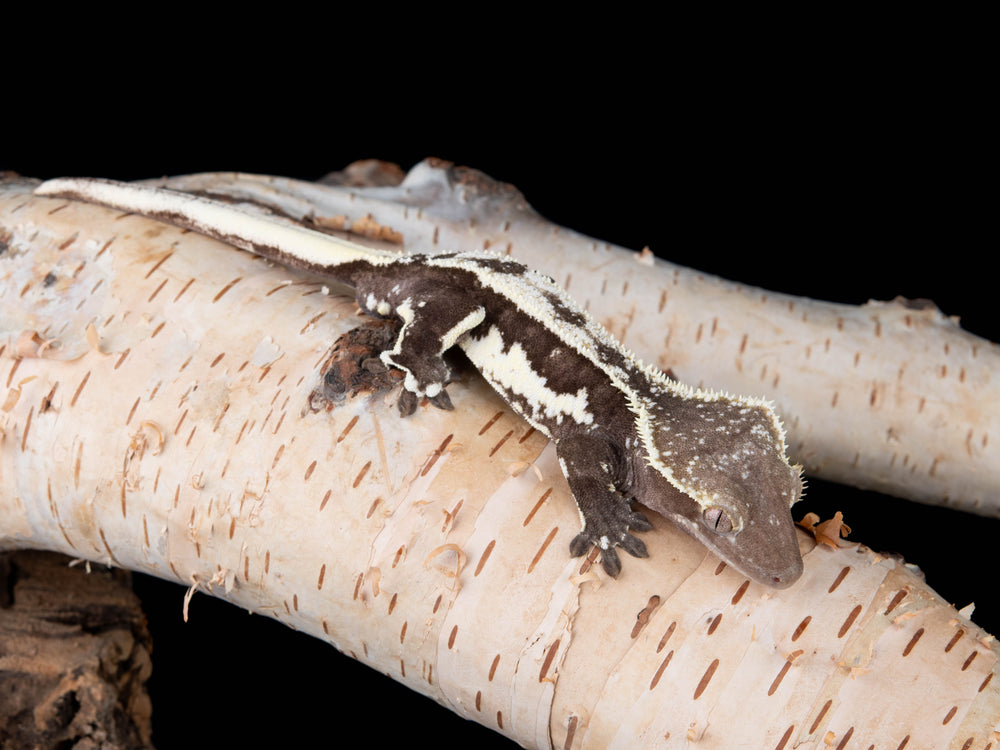 Male Lilly White Axanthic (LWAX-0904-1)