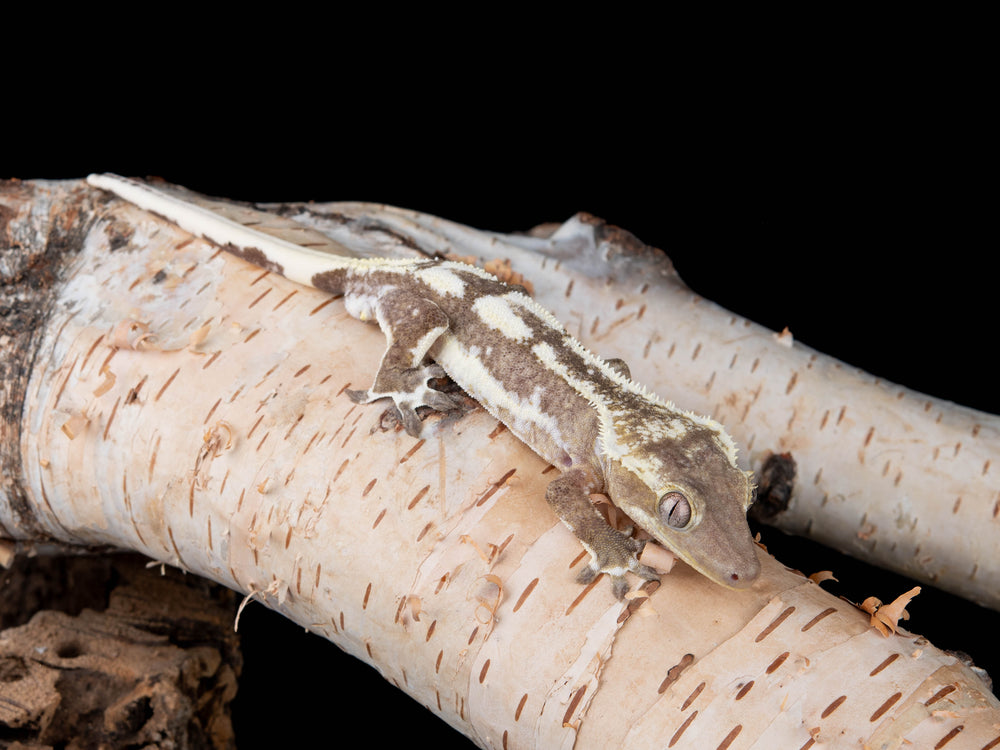 Male Lilly White Axanthic (LWAX-0904-14)