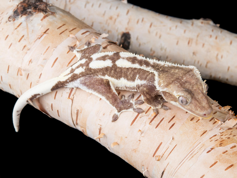 Female Lilly White Axanthic (LWAX-1017-29)