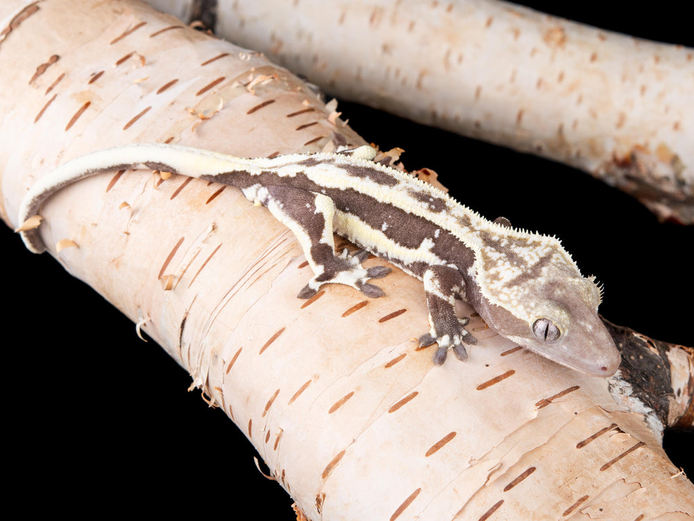 Male Lilly White Axanthic (LWAX-1017-35)