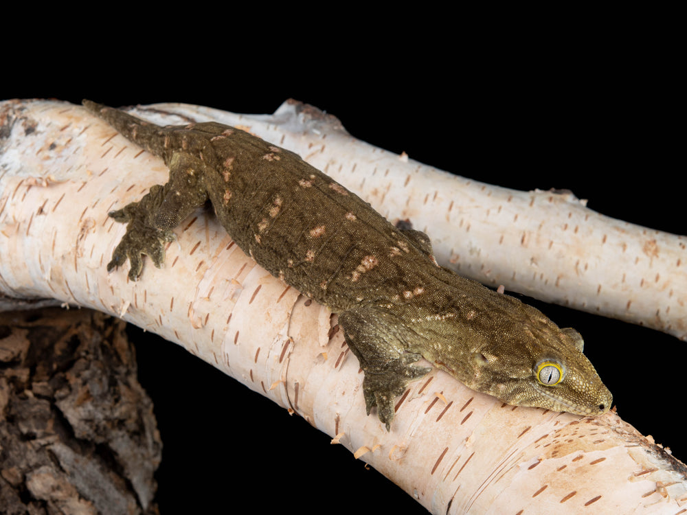 Female Mt. Koghis Friedel Melanistic (GTKFM-1126-8)