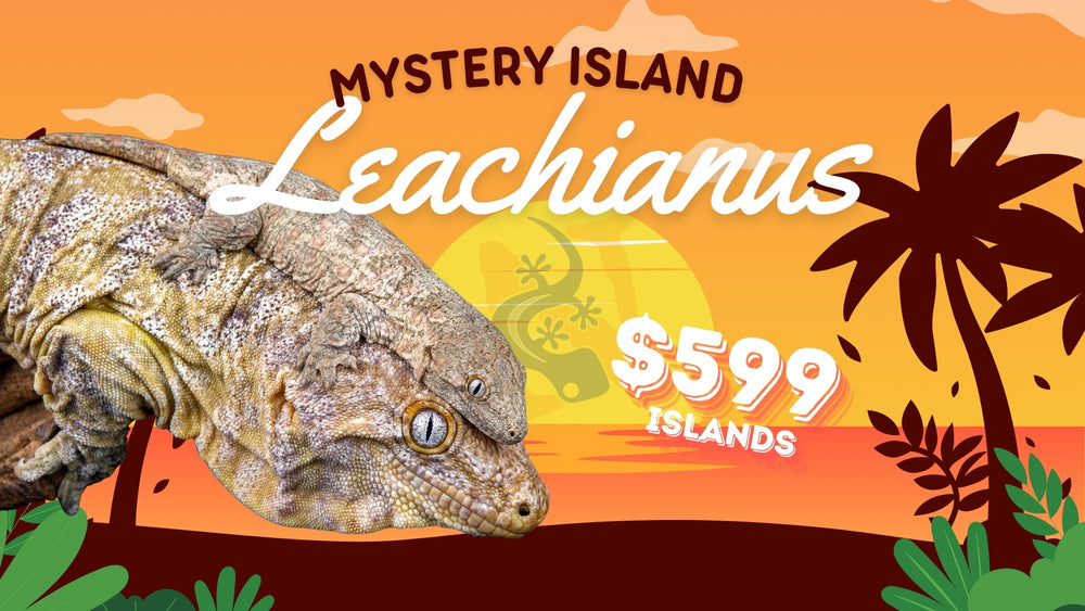 Mystery Island Leachianus Gecko **Special**