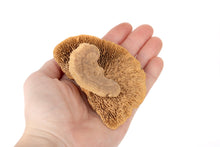 Load image into Gallery viewer, NewCal Mushroom Sponge Mini, 3 Pack
