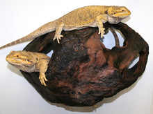 Load image into Gallery viewer, [ID:3GNXVS]
