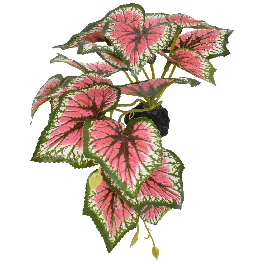 Komodo Standing Caladium Plant - Small 5