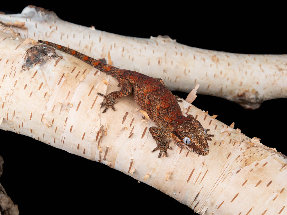 Male Blotch (G34-0415-2)
