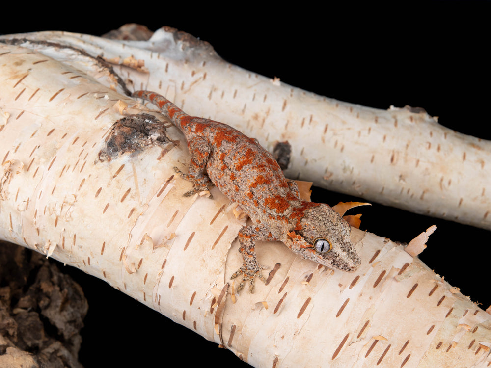 Probable Female Blotch (G34-0415-3)