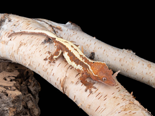 Male RCK Frappuccino (FRAP-0415-9)