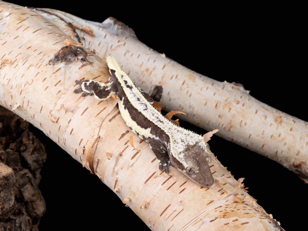 Male Lilly White Axanthic (LWAX-0415-17)