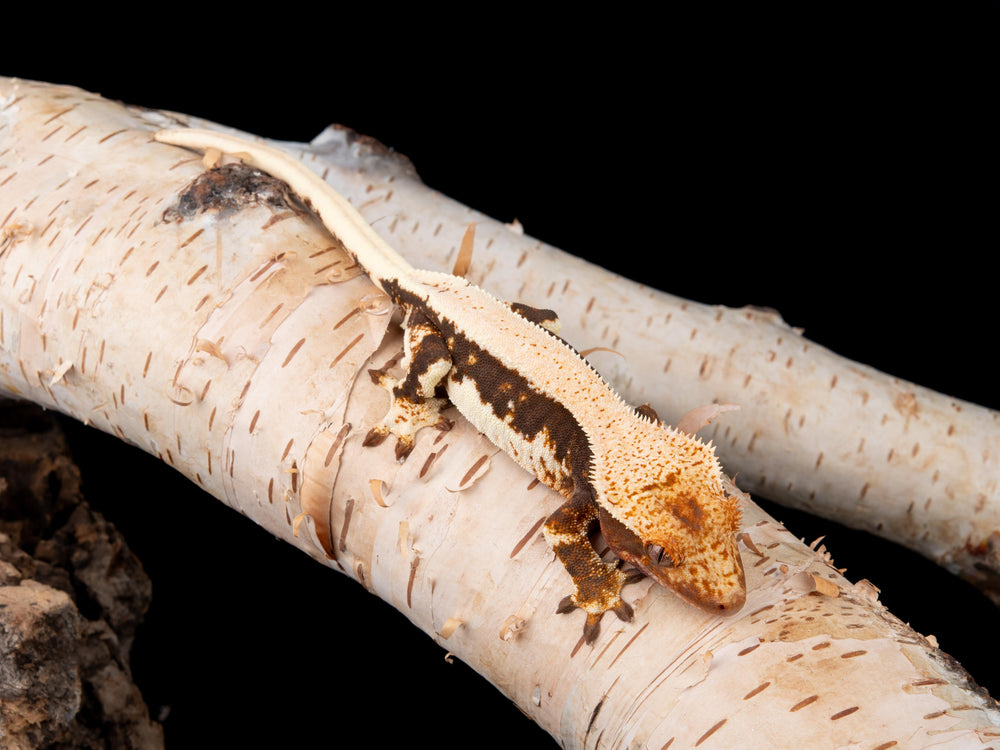 Female Lilly White 100% Het Axanthic (LW(AX)-0422-6)
