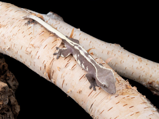 Male Lilly White Axanthic (LWAX-0422-8)