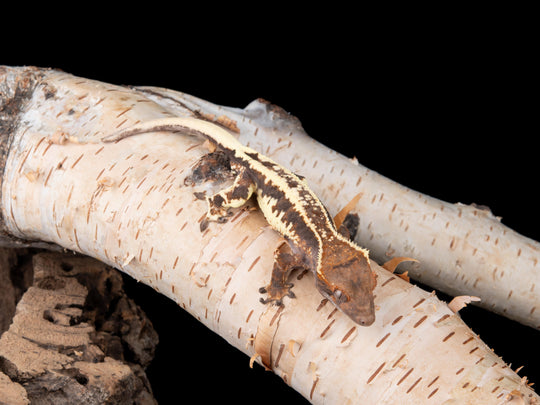 Male RCK Frappuccino (FRAP-0422-10)