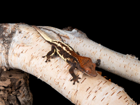 Female RCK Frappuccino (FRAP-0422-12)