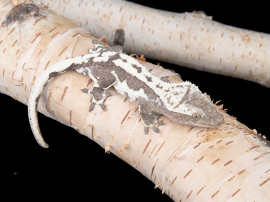 Male Lilly White Axanthic (LWAX-0529-1)