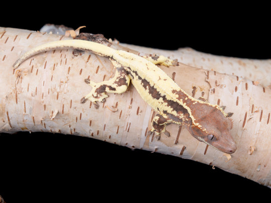 Probable Female Frap (FRAP-0529-2)