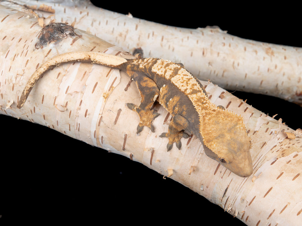 Female Het Axanthic ((ax)-0529-4)