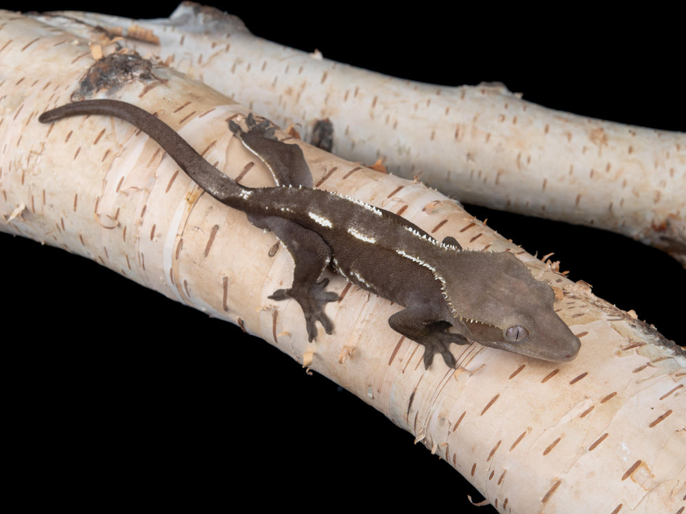 Male Axanthic (AX-0529-14)