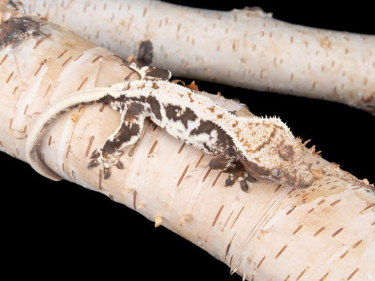 Male Lilly White het Axanthic (LW(ax)-0529-5)