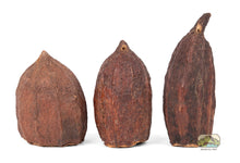 Load image into Gallery viewer, NewCal Cocoa Pod 5-7&quot;
