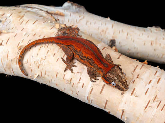 Unsexed Red Stripe (G8-1104-1)