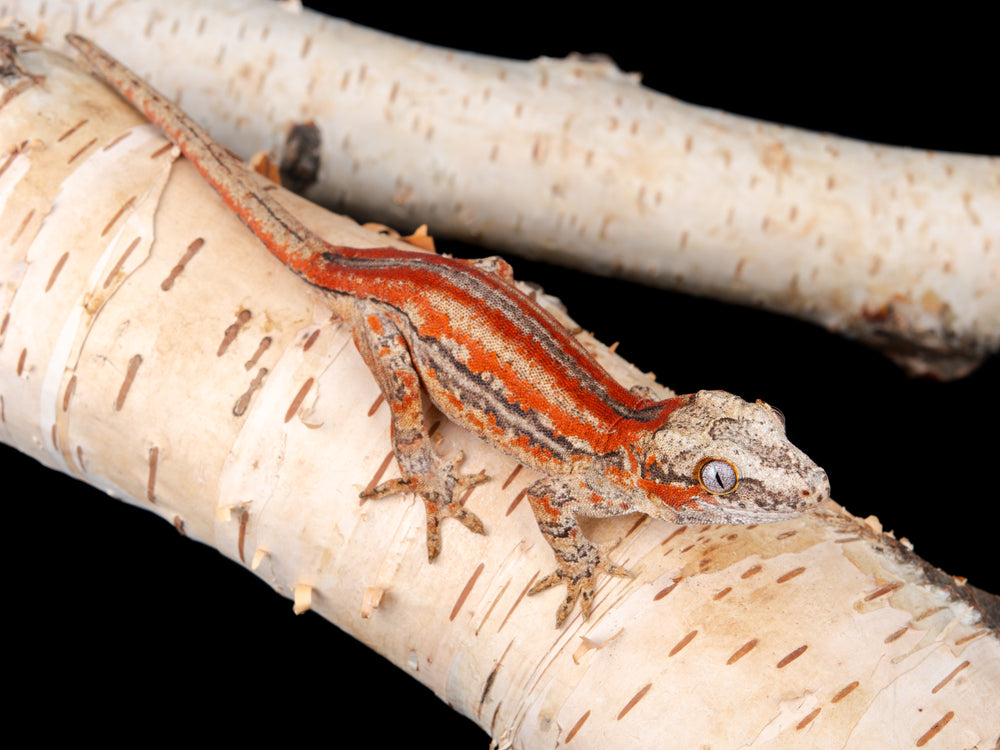 Unsexed Red Stripe (G11-1104-3)