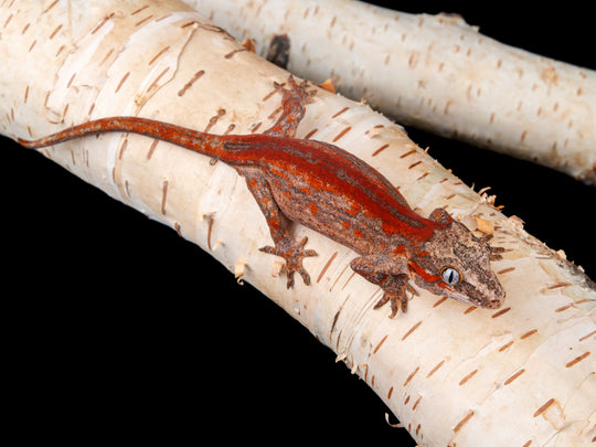 Female Stripe (G22-1104-6)