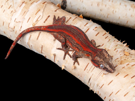 Female Red Stripe (G55-1104-7)