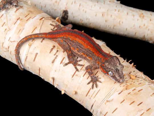 Female Red Stripe (G53-1104-8)