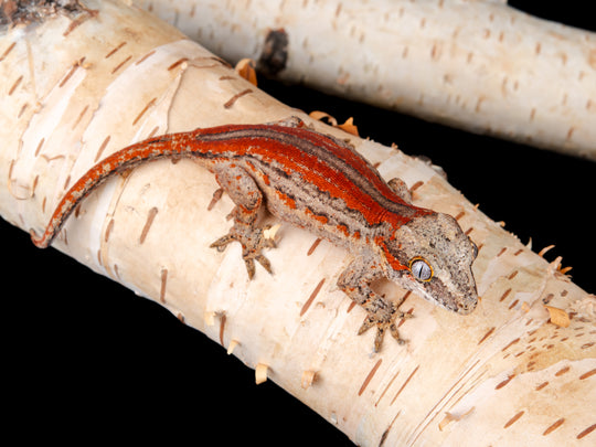 P. Female Red Stripe (G32-1104-9)