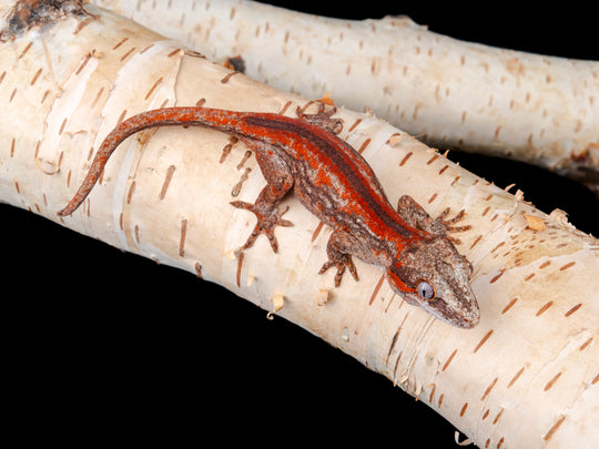 P. Female Red Stripe (G56-1104-10)