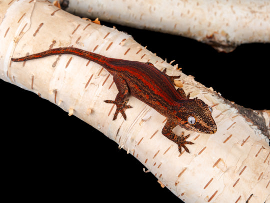 P. Female Red Stripe (G56-1104-11)