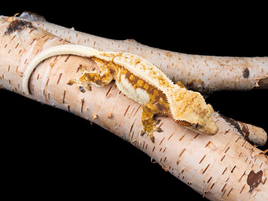 Red Pinstripe (NGF-1104-2)